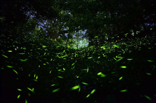 Nissan與車主一同復育螢火蟲生態--東勢林場螢光閃耀